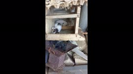 The cutest little cats born in hiding