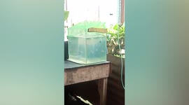 Aquarium shakes as magnitude 5.9 earthquake jolts the Philippines