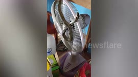 Snake rescued after getting tangled up inside fan in Thailand
