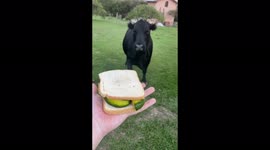 House cow with NO EARS becomes social media star
