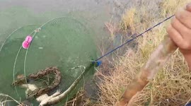 Fisherman catches python while it is trying to eat monitor lizard