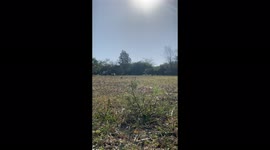 House cow with NO EARS becomes social media star Part Two