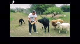 House cow with NO EARS becomes social media star Part Four