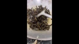 Would you dare to eat this Vietnamese speciality of river worms?