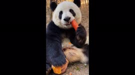 Cute giant panda digs into juicy carrot
