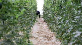 Palestinian farmers collect cantaloupe from their field during harvest season in Deir al-Balah in the central Gaza Strip.