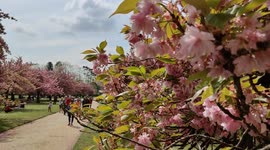 Sakura cherry blossoms beautifully transform Paris park