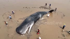 Fishermen successfully rescue sperm whale stranded in eastern China