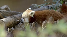 How to help save the habitat of real-life Pokemon called red panda