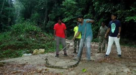 Enormous king cobra rescued from tea estate in southern India