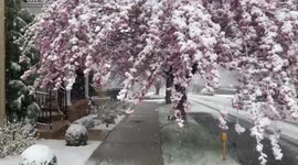 US: Easter Monday Snow Blankets Parts Of Mid-Atlantic 3