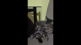 Os gatinhos tirando uma bela soneca na cadeira da mesa de jantar da cozinha