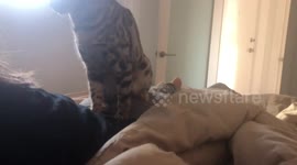 Albus the Bengal Cat really knows how to give a great buttocks massage to his human