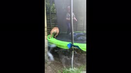 English bulldog having fun on the trampoline with the children