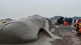 Watch China's first successful rescue of stranded sperm whale