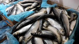 Palestinian men prepare Smoked Herring or, salted fish to be sold in markets days before of Eid al Fitr holiday at al-Maghazi refugee camp in the center of Gaza strip