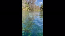 ''Hungry, Hungry' sea cow ignores kayaker while grazing on eelgrass '