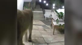 Doorbell footage shows mountain lion visiting a man's front porch after it was repeatedly spotted in the neighborhood