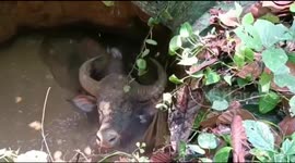 Watch – A wild buffalo rescued in a 5 hour marathon rescue mission after it fell a farm well