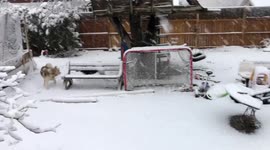 Our Alaskan Malamutes were surprised to see that April Showers turned into a snow storm