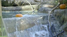Where Is The Ituri Forest and Why Is It So Important?