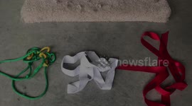 Ella and Albus the Bengal Cats offer their expertise to find the world's greatest cat toy