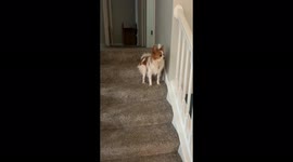 My dog named Emilio (After Emilio Estevez) howling at tornado siren test.