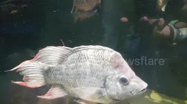 Large Carp fish was swimming around the big tank