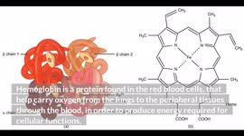 Foods Rich In iron For Anemia |Anemia Diet |Best Foods To Eat To Fight Anemia