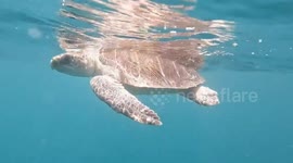 Tortoise trapped in 'ghost net' is rescued, treated and returned to the sea in South India