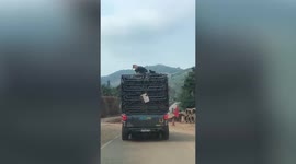 Loyal pet dog stands on top of moving truck to guard fruit deliveries