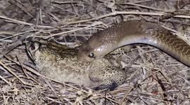 Cobra tries to swallow frog many times its size in bone-chilling video by Indian snake rescuer
