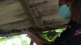 Greedy python eats ten chickens in farmer's coop in Thailand