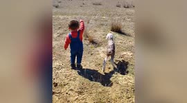Heartwarming moment as toddler in China reunites a lost lamb with its mother