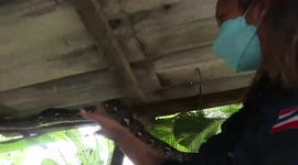 Greedy python eats ten chickens in farmer's coop in Thailand