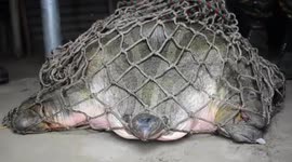 Narrow headed turtle rescued from being smuggled in eastern India, released safely