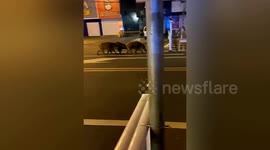 Wild boars swagger around on town street during lockdown northern China