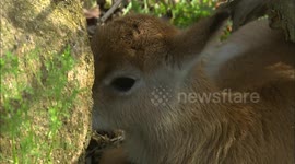 What Is a Lechwe and Why Are All Births So Important?