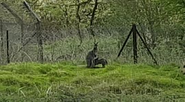 Kangaroo and Joey enjoy the hot weather in April