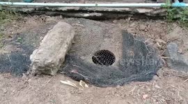 Snake wranglers smash toilet to catch deadly cobra hiding underneath