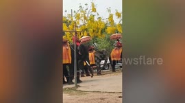 Elephant hit repeatedly in the head with a HOOK so hard his legs collapse