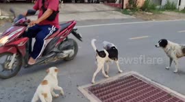Dog with plastic jar stuck on head rescued in Thailand