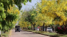 Brightly-coloured Golden shower trees in full bloom to welcome arriving tourists for Songkran New Year in Thailand
