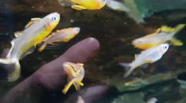 Yellow fish with blue eyes look different to see