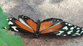 Red Butterflies with white dot patterns