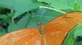 Orange colour Butterfly on Leaf on a bush