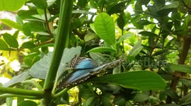 Bright Blue Butterfly species on bush leaf