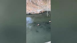 Mother stray dog crosses filthy river everyday to find food for puppies