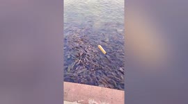 Dozens of starving catfish fight over slices of bread