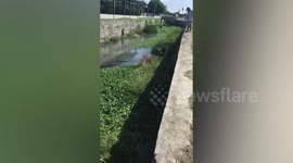 Stray dog rescued after falling into dirty ditch in the Philippines
